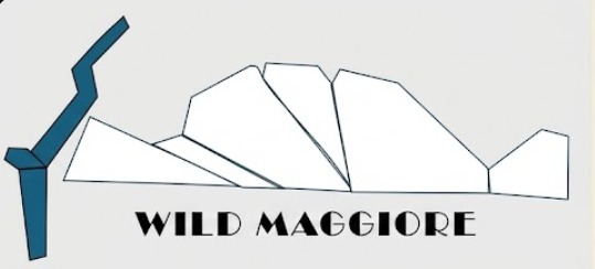 wildmaggiore.it